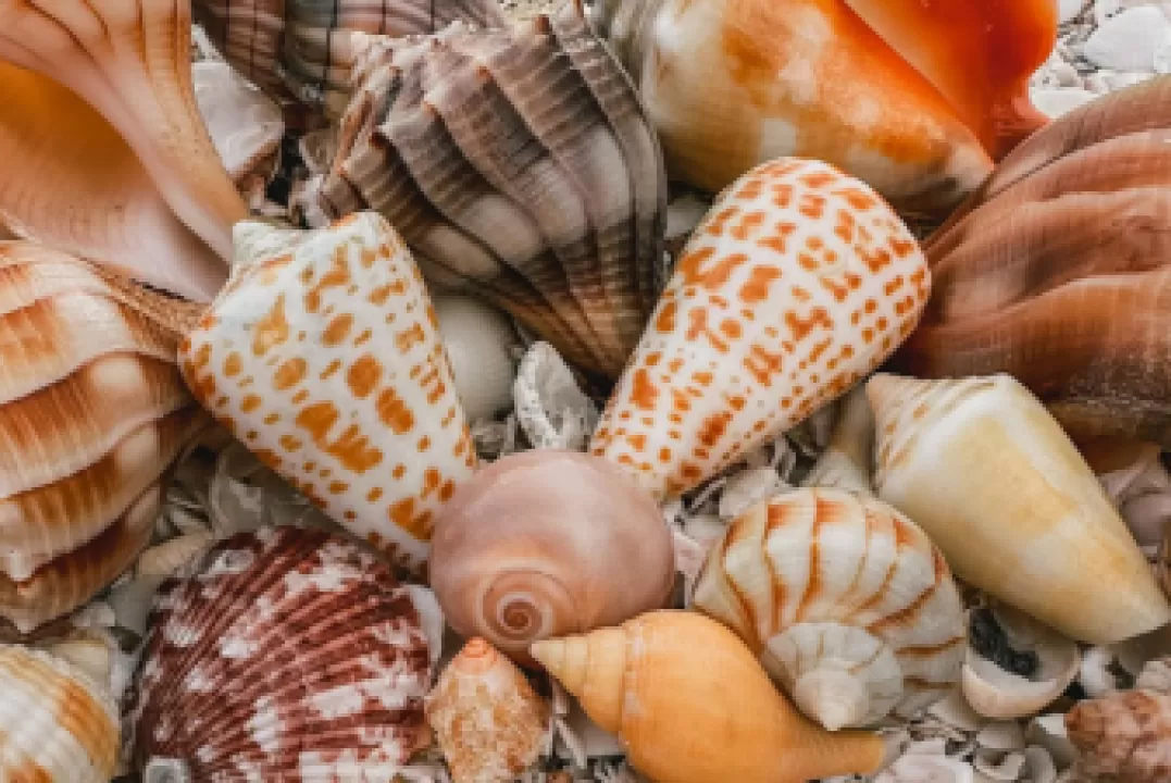 Seashells