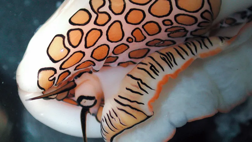 Flamingo Tongue Snail