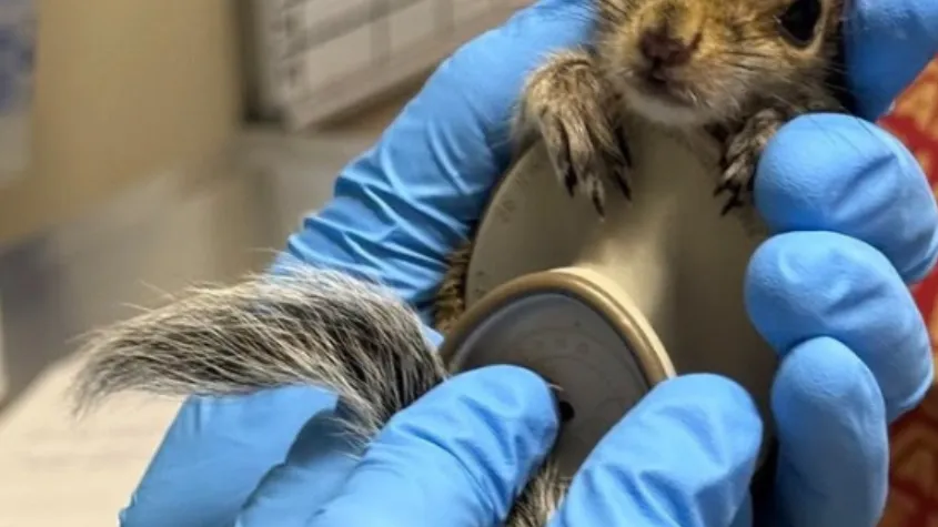 Squirrel patient being examined