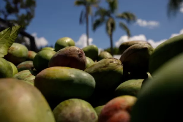 Mango Mania
