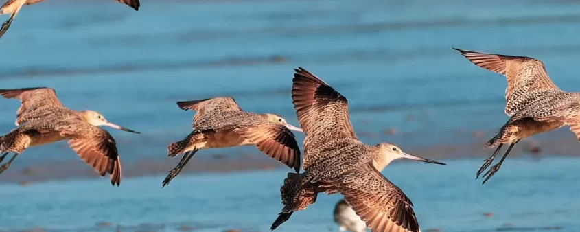 Wildlife Birds Flock San Carlo sBay