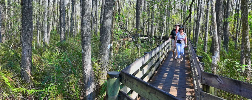 People walk down the boardwalk at the Six Mile Cypress Slough Preserve