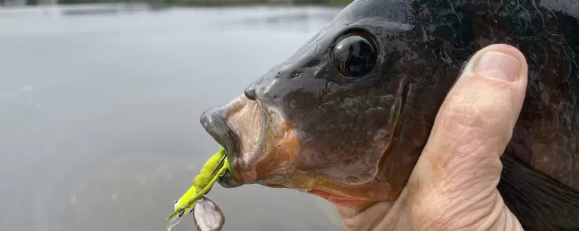 Spinnerbait
