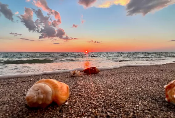 A vibrant shot of Captiva Island’s beach with seashells scattered on the shore
