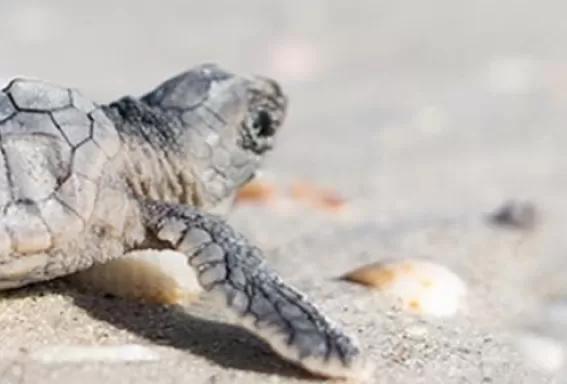 sea turtle nesting season safety tips