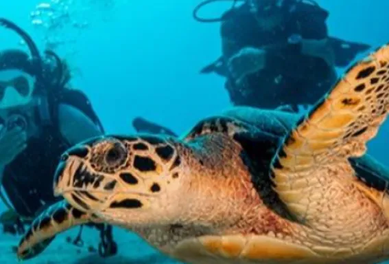 Scuba divers swim next to a sea turtle